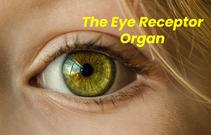 The Eye Receptor Organ