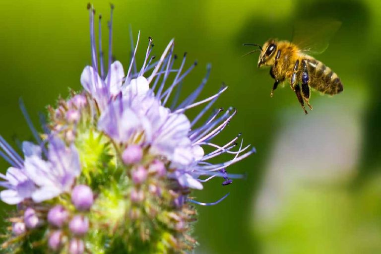 Honey Bee