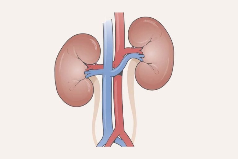 The Main Function Of The Kidneys And Its Work