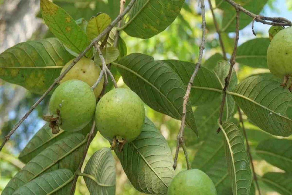 Guava